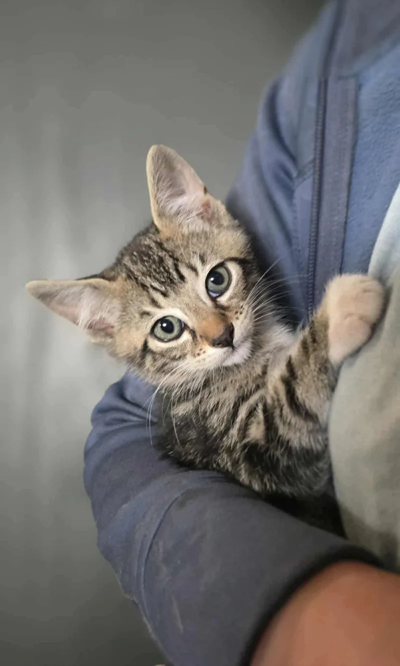 Marsh Litterbogs thumbnail 3