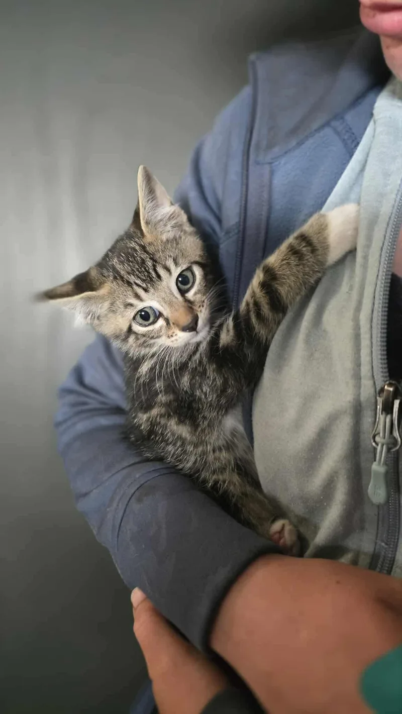 Marsh Litterbogs thumbnail 4