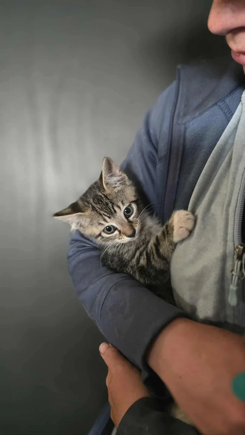 Marsh Litterbogs thumbnail 5