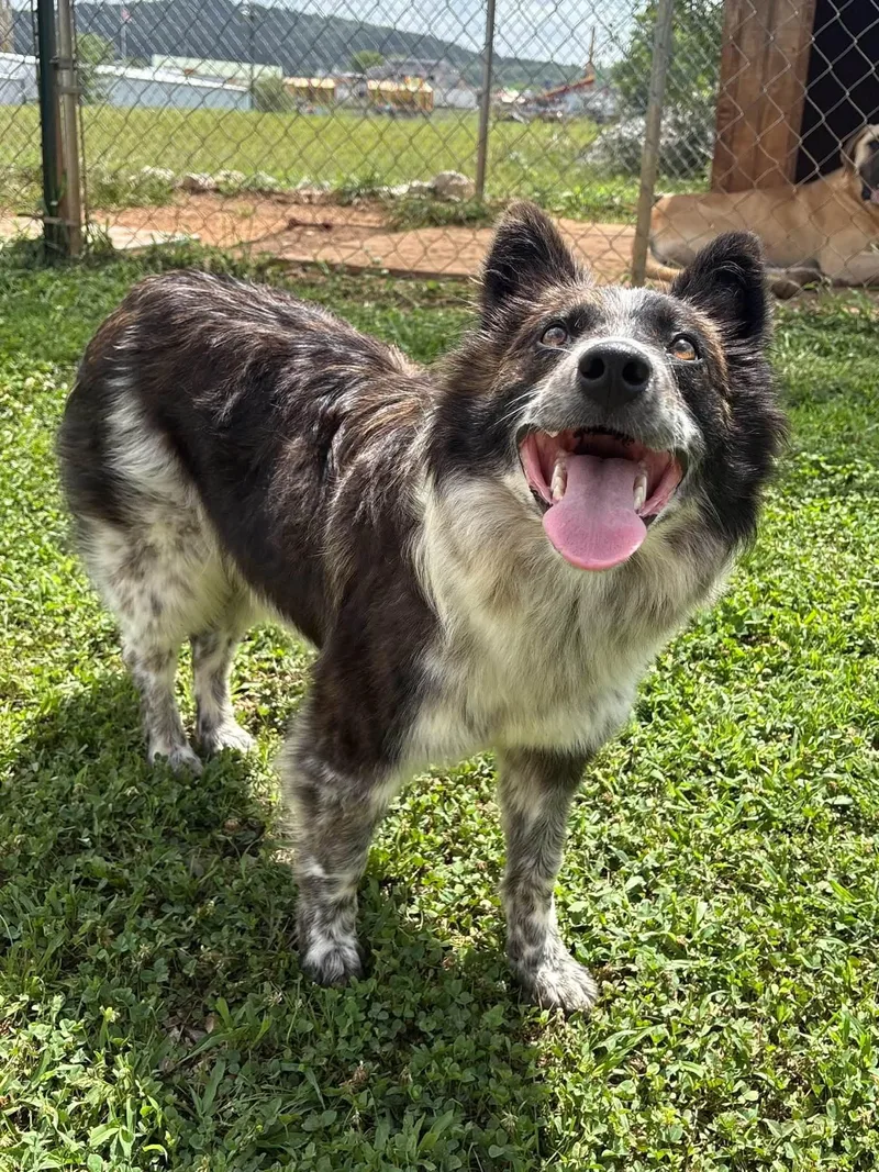 An adult medium-sized male Border Collie dog named Tyli for adoption in Munfordville, KY