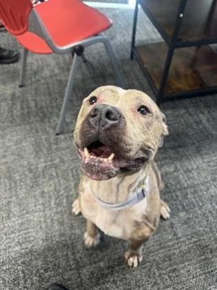 An adult medium-sized female Mixed Breed dog named Bessie for adoption in West Chester, PA