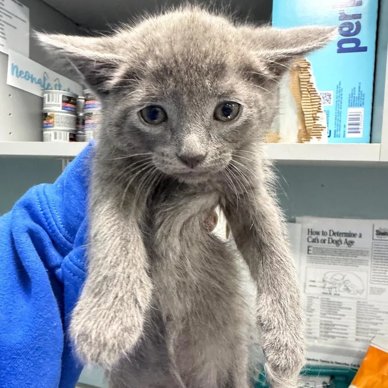 A baby small-sized male Gray / Blue / Silver Domestic Short Hair cat named Lanternfish Lex for adoption in Greensboro, NC