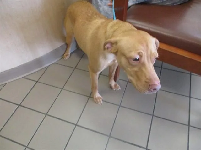 A young medium-sized female Labrador Retriever dog named Annie for adoption in Ocala, FL