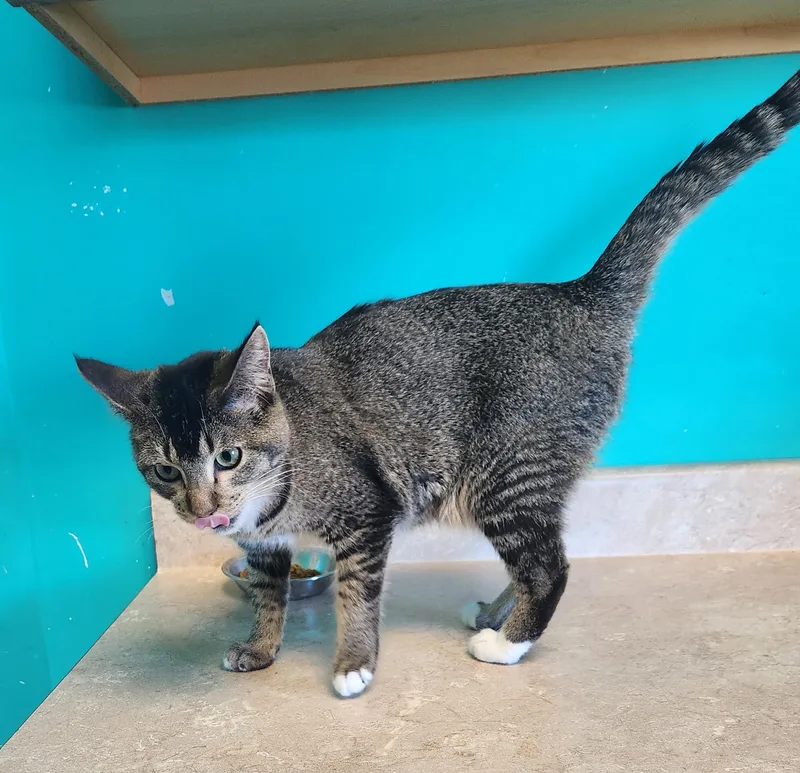 Toes Friendly Farm Cat thumbnail 2