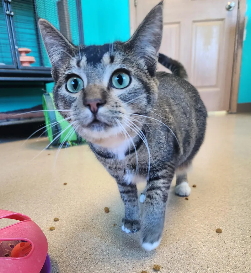 An adult medium-sized female Tabby (Brown / Chocolate) Domestic Short Hair cat named Toes Friendly Farm Cat for adoption in Brookings, SD