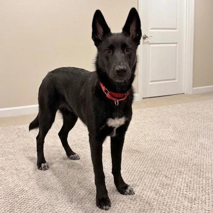 A young large-sized female German Shepherd Dog dog named Fae for adoption in Bloomfield, CT