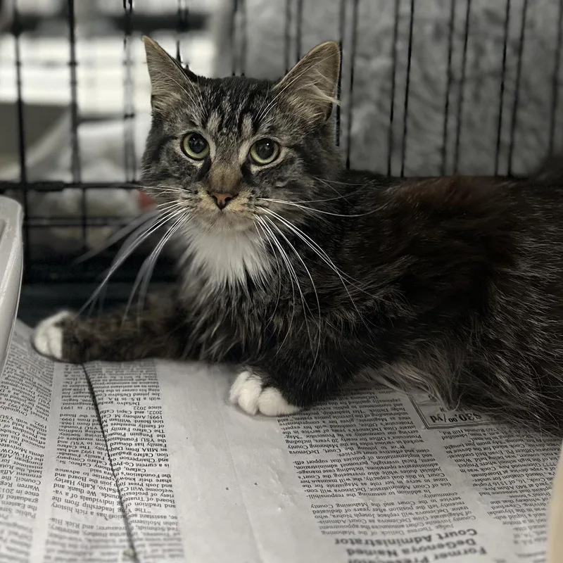 An adult medium-sized male Tabby (Brown / Chocolate) Domestic Medium Hair cat named Wind for adoption in Youngstown, OH