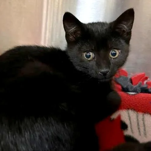 A baby small-sized male Black Domestic Short Hair cat named Benedict for adoption in Woodinville, WA