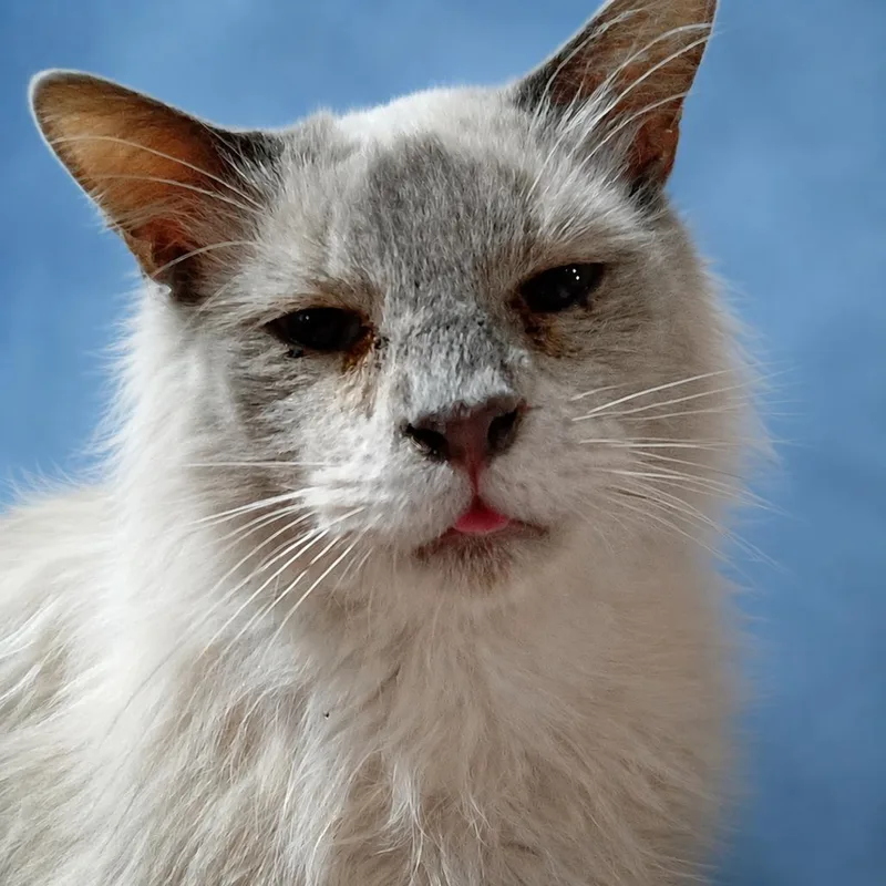 An adult large-sized male Lilac Point Siamese cat named Lupe for adoption in Casa Grande, AZ