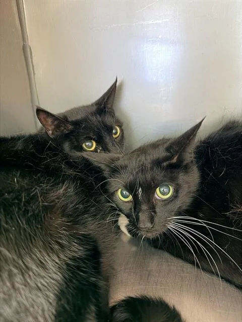 An adult medium-sized male Domestic Short Hair cat named Bootsie for adoption in Santa Cruz, CA