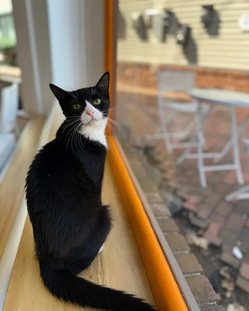 A baby small-sized female Black & White / Tuxedo Domestic Short Hair cat named Cordelia for adoption in North Haven, CT