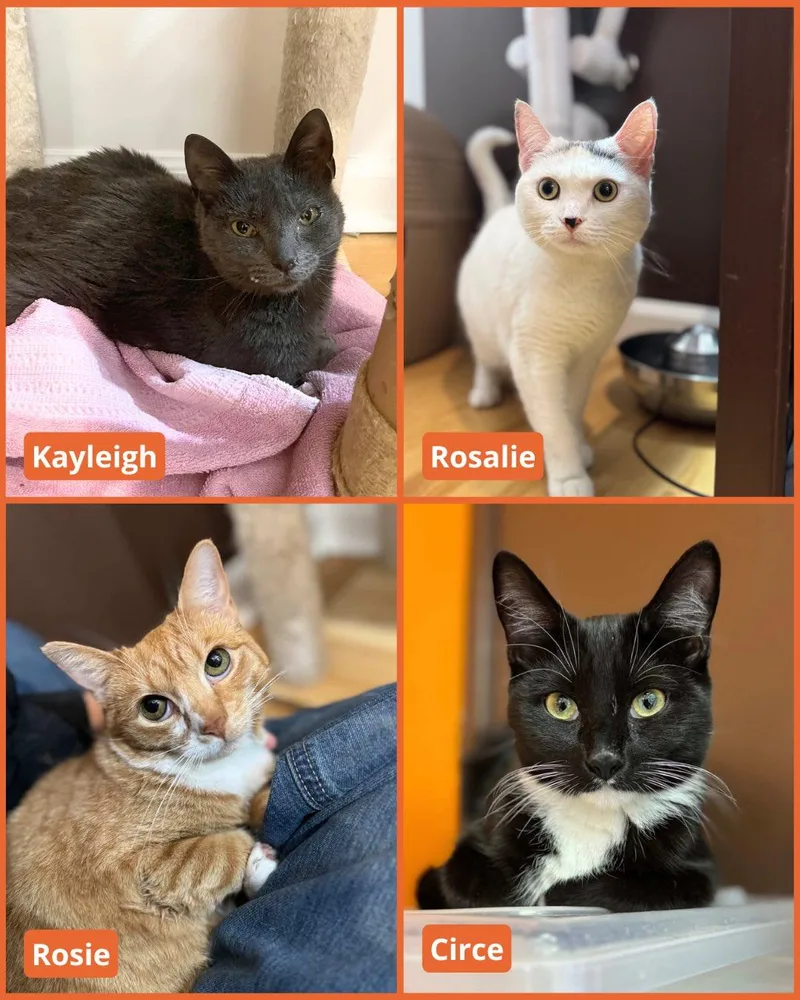 Cordelia thumbnail 3