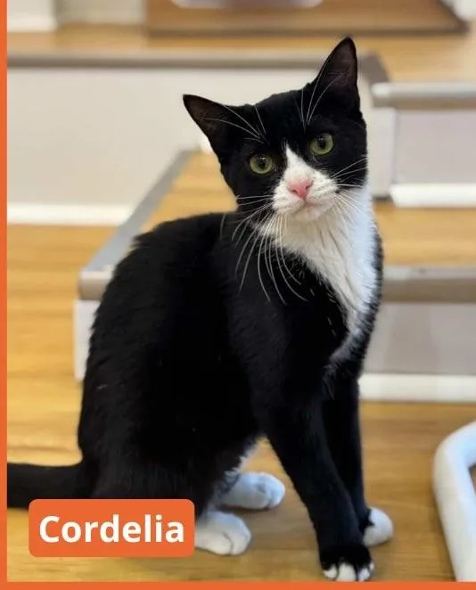 Cordelia thumbnail 4