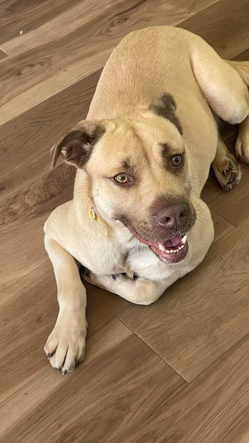 An adult large-sized male Golden Mixed Breed dog named Sunny for adoption in Clinton, WI