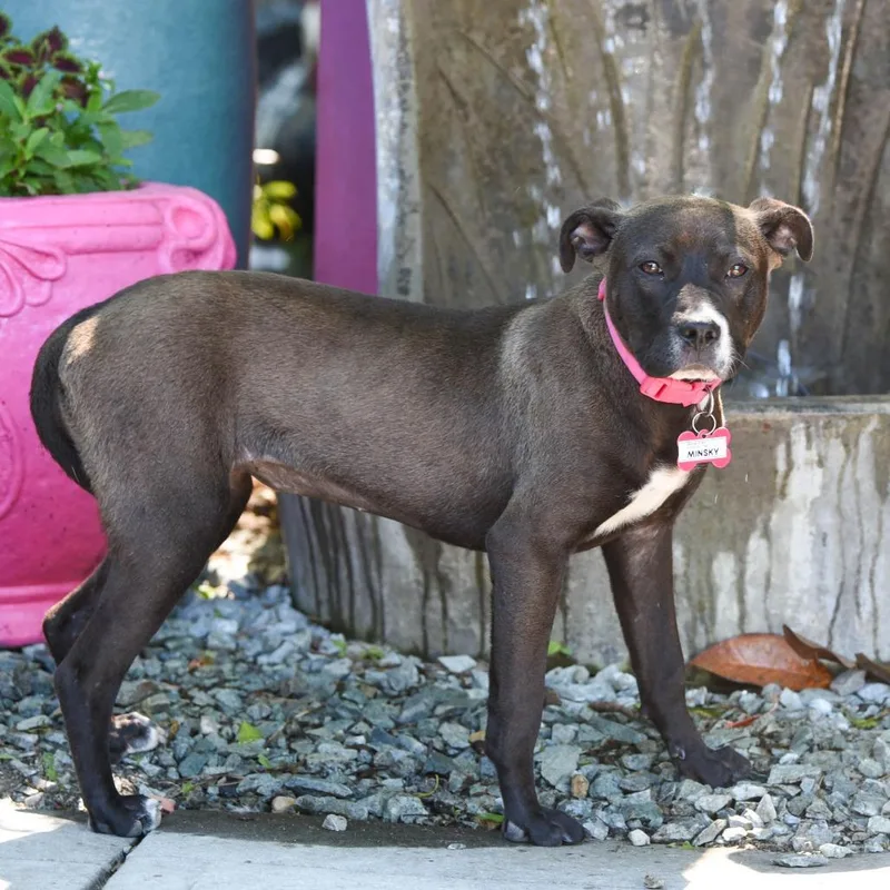 An adult medium-sized female Brown / Chocolate Labrador Retriever dog named Minsky for adoption in Wake Forest, NC
