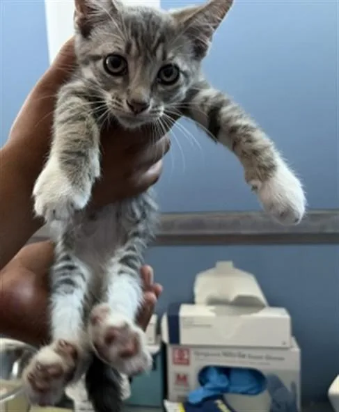 A baby small-sized male Domestic Short Hair cat named Blanco for adoption in San Bernardino, CA