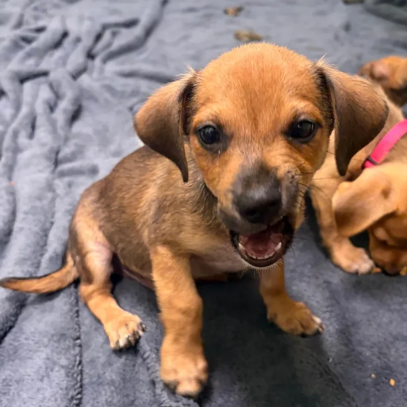 A baby small-sized male Yellow / Tan / Blond / Fawn Chihuahua dog named Eclipse for adoption in Austin, TX
