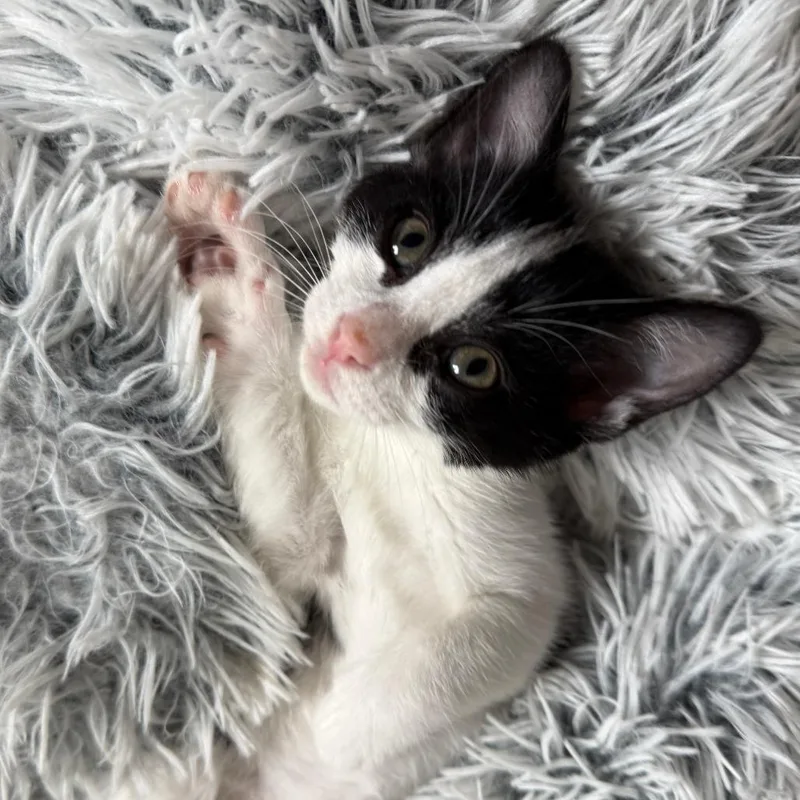 A baby small-sized male Black Domestic Short Hair cat named New York Cheesecake for adoption in Austin, TX