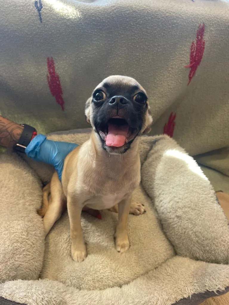 A baby small-sized male Pug dog named Colin for adoption in Gardena, CA