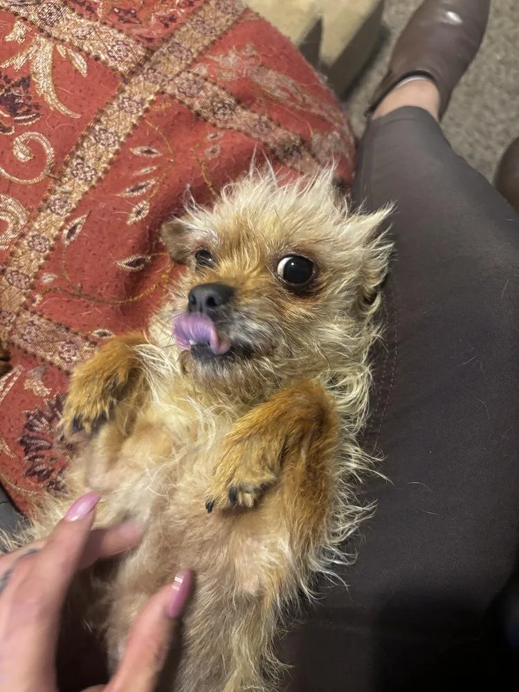 An adult small-sized female Brussels Griffon dog named Piper for adoption in Albuquerque, NM