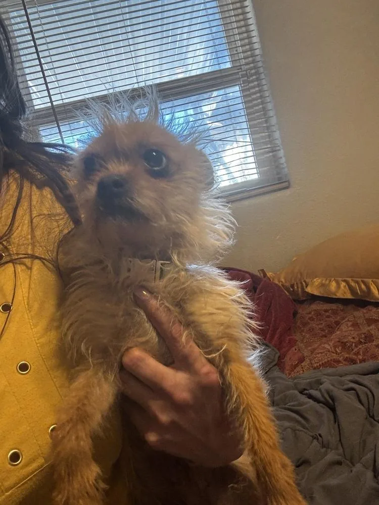 Piper thumbnail 2