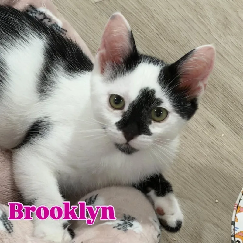 A baby medium-sized male Black Domestic Short Hair cat named Brooklyn Silverman for adoption in Eagle Mountain, UT
