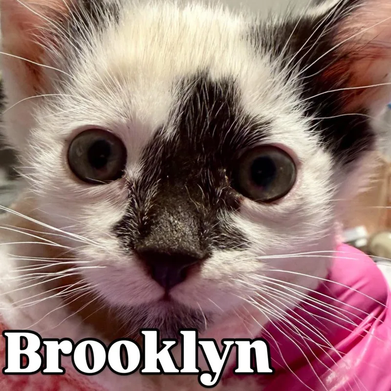 Brooklyn Silverman thumbnail 2