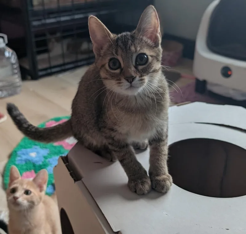 A baby medium-sized female Domestic Short Hair cat named Bellini for adoption in San Antonio, TX