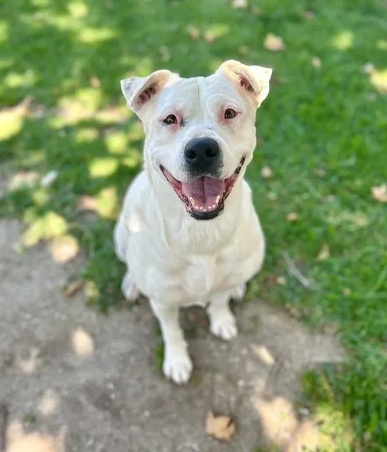 An adult large-sized female Pit Bull Terrier dog named Lily for adoption in Riverside, CA