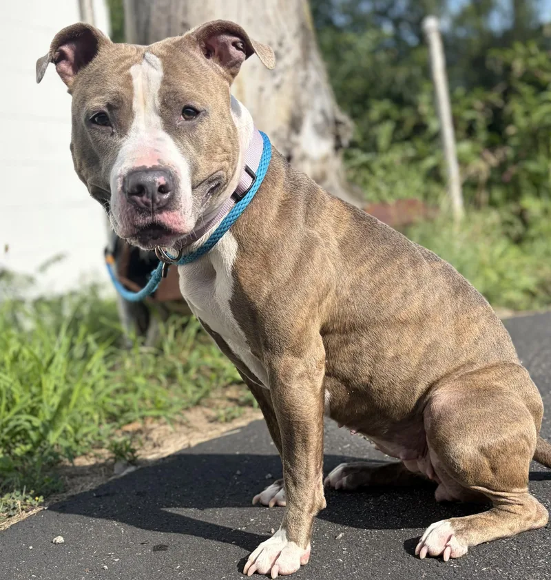 A young medium-sized female Brindle Pit Bull Terrier dog named Maci for adoption in McKeesport, PA