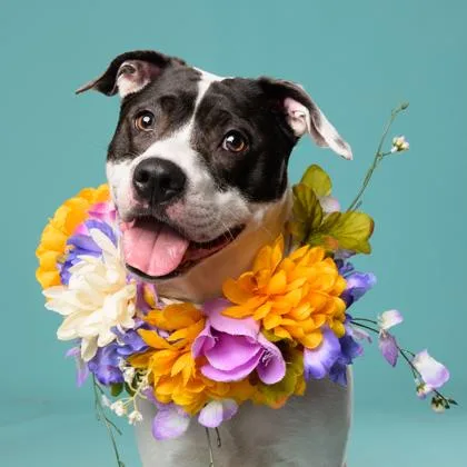 An adult medium-sized female Mixed Breed dog named Diamond for adoption in Atlanta, GA