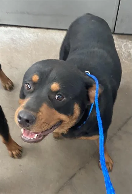 A young large-sized male Rottweiler dog named Mike for adoption in Dallas, TX