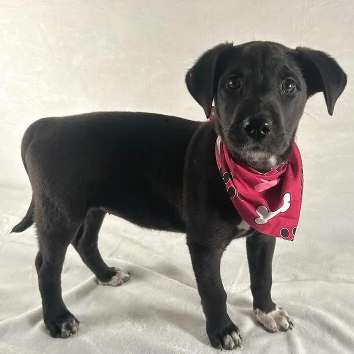 Isabella thumbnail 2