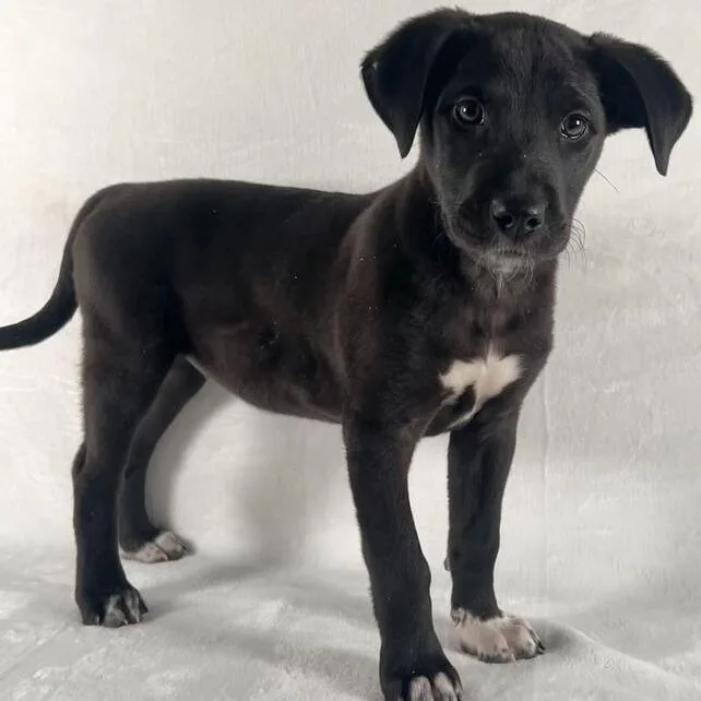 Isabella thumbnail 3