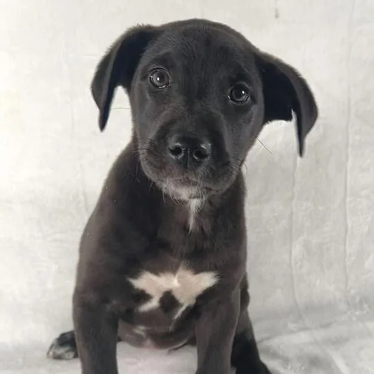 Isabella thumbnail 4