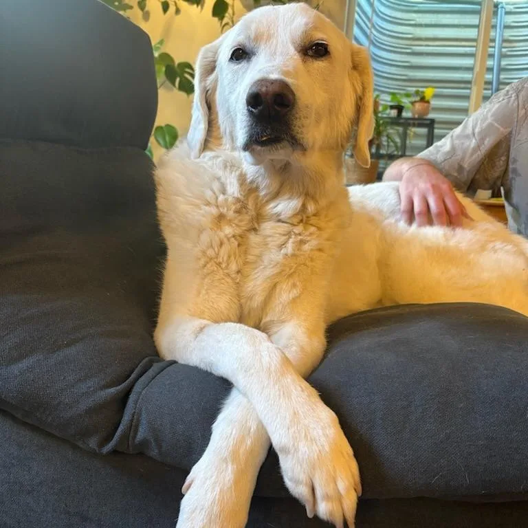 Dani