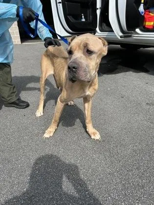 An adult large-sized female Cane Corso dog named Cinnamon for adoption in Atlanta, GA
