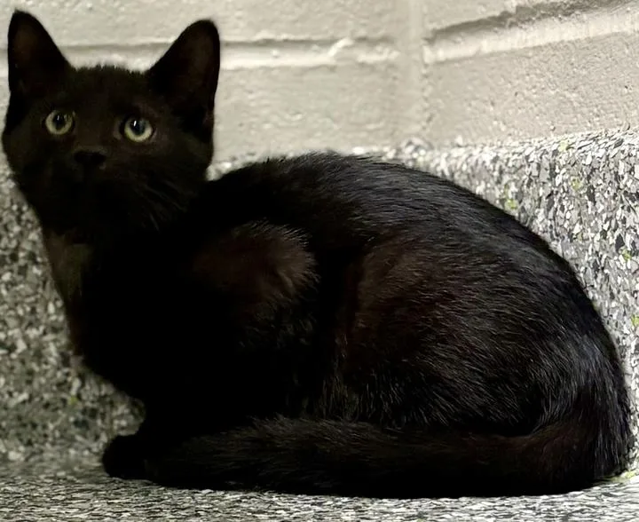 A baby medium-sized male Black Domestic Short Hair cat named Ice King for adoption in Jackson, MI