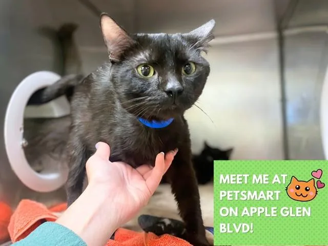 A young medium-sized male Domestic Short Hair cat named Coco for adoption in Fort Wayne, IN