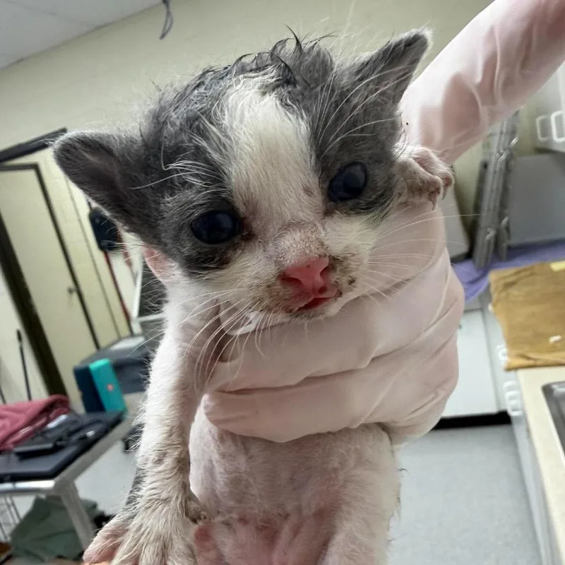 A baby small-sized female Domestic Short Hair cat named Pennzoil for adoption in Bastrop, TX