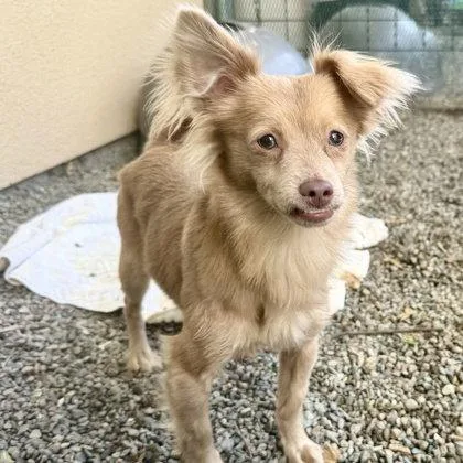 A young small-sized male Chihuahua dog named Thornton for adoption in Oakland, CA