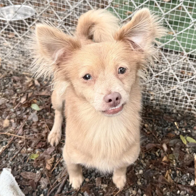 Thornton thumbnail 2