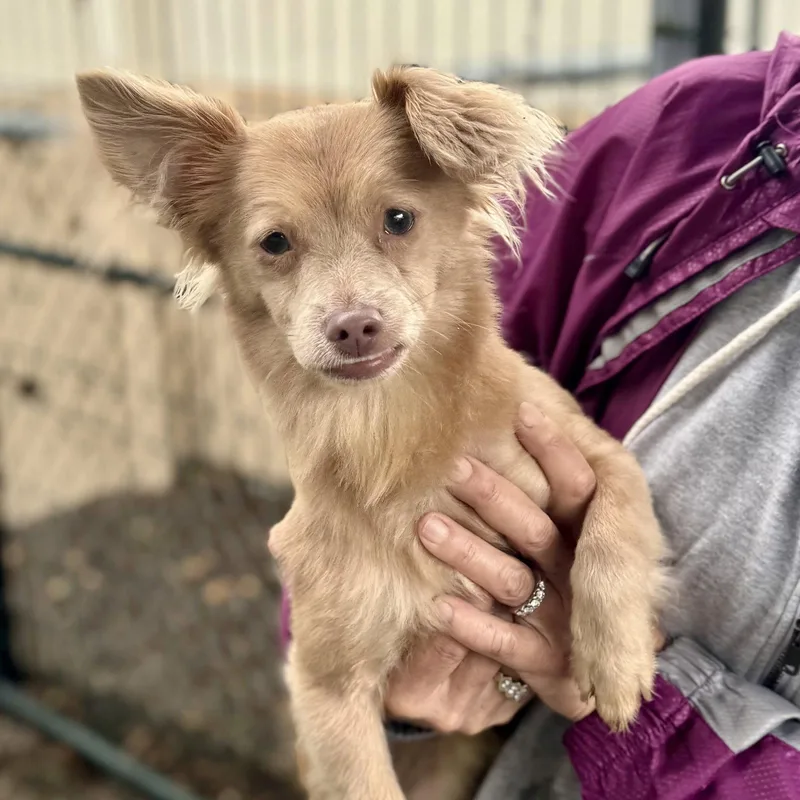 Thornton thumbnail 3