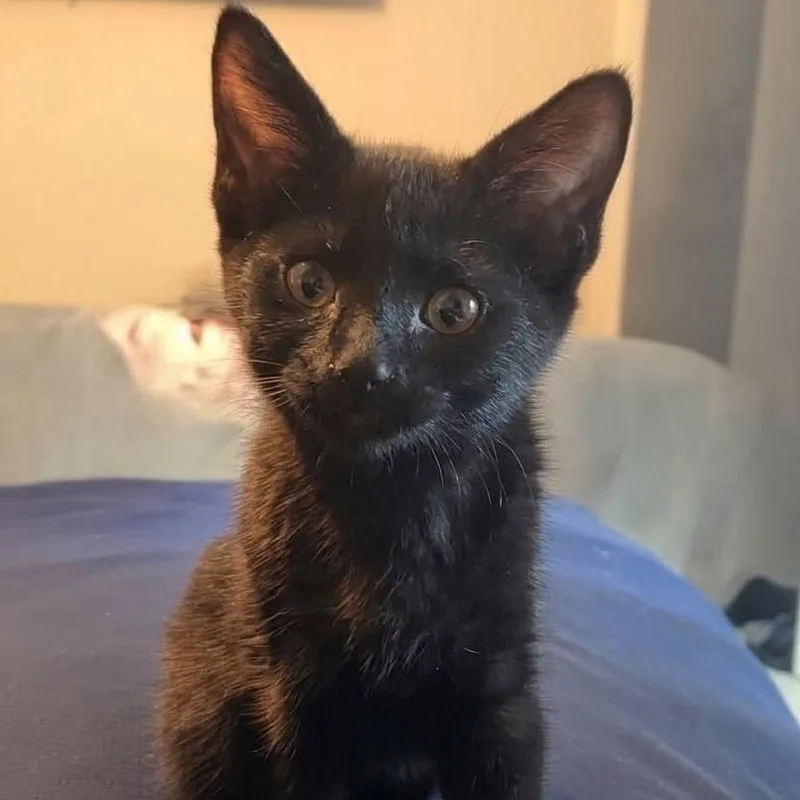 A baby small-sized female Black Domestic Short Hair cat named Melfi for adoption in Orangevale, CA