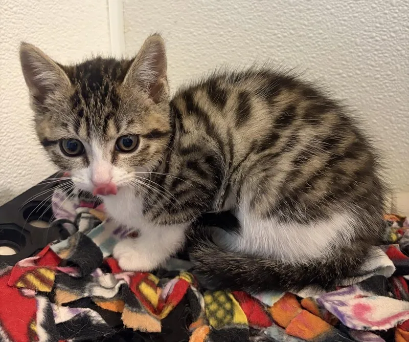 A baby small-sized female Gray & White Domestic Short Hair cat named Bubbles for adoption in Challis, ID