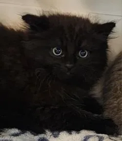 A young small-sized male Domestic Medium Hair cat named Professor Mudermittens for adoption in Rome, GA