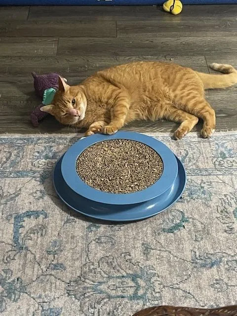 An adult large-sized male Tabby cat named Orion for adoption in San Antonio, TX