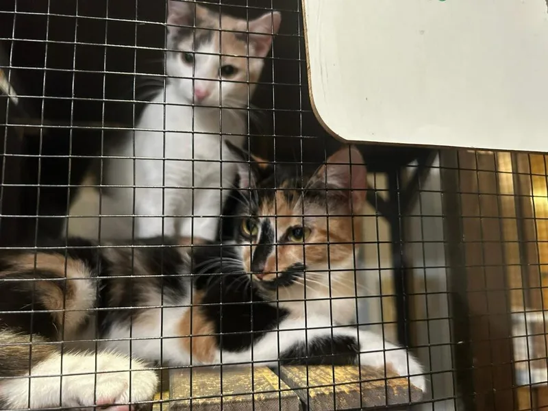A baby medium-sized female Calico cat named Truffles for adoption in Port Wentworth, GA