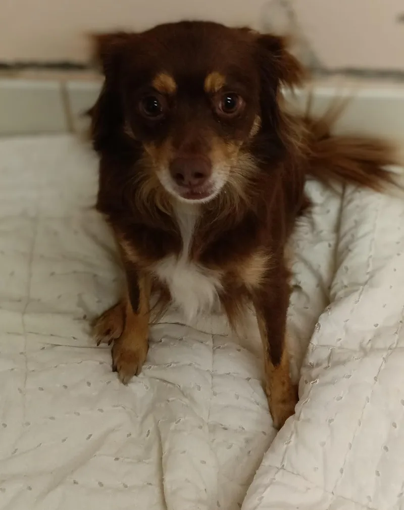 An adult small-sized male Brown / Chocolate Chihuahua dog named Nimbus for adoption in Upper Sandusky, OH