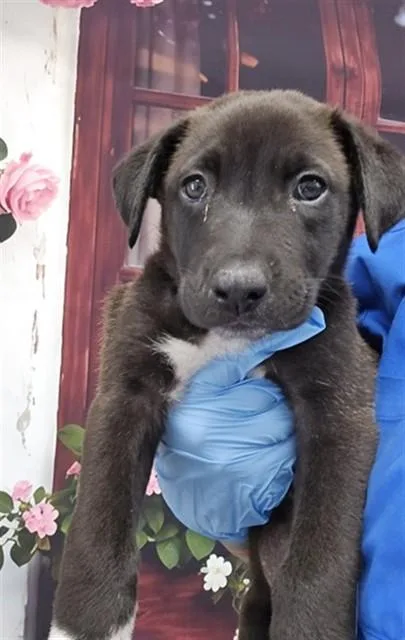 A baby small-sized female Pit Bull Terrier dog named Lizzie for adoption in San Bernardino, CA
